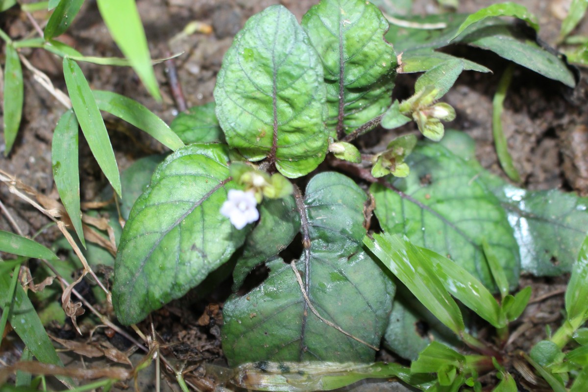 Strobilanthes reptans (G.Forst.) Moylan ex Y.F.Deng & J.R.I.Wood